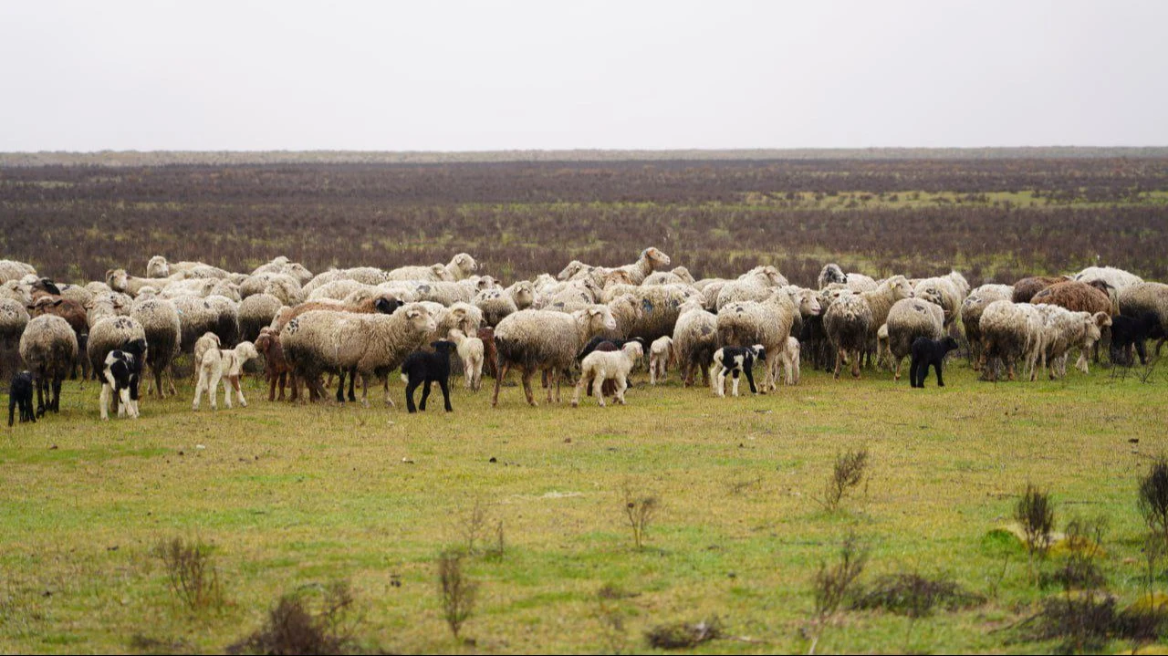 В Дагестане за 350 млн рублей появится новый цех для забоя скота