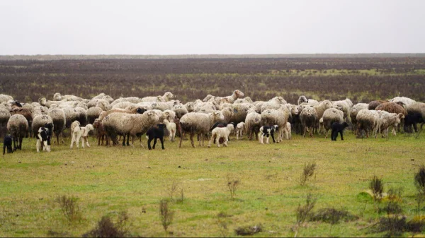 В Дагестане за 350 млн рублей появится новый цех для забоя скота