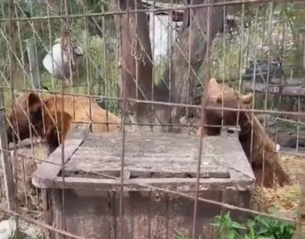 В Дагестане судприставы изъяли двух бурых медведей у местного жителя