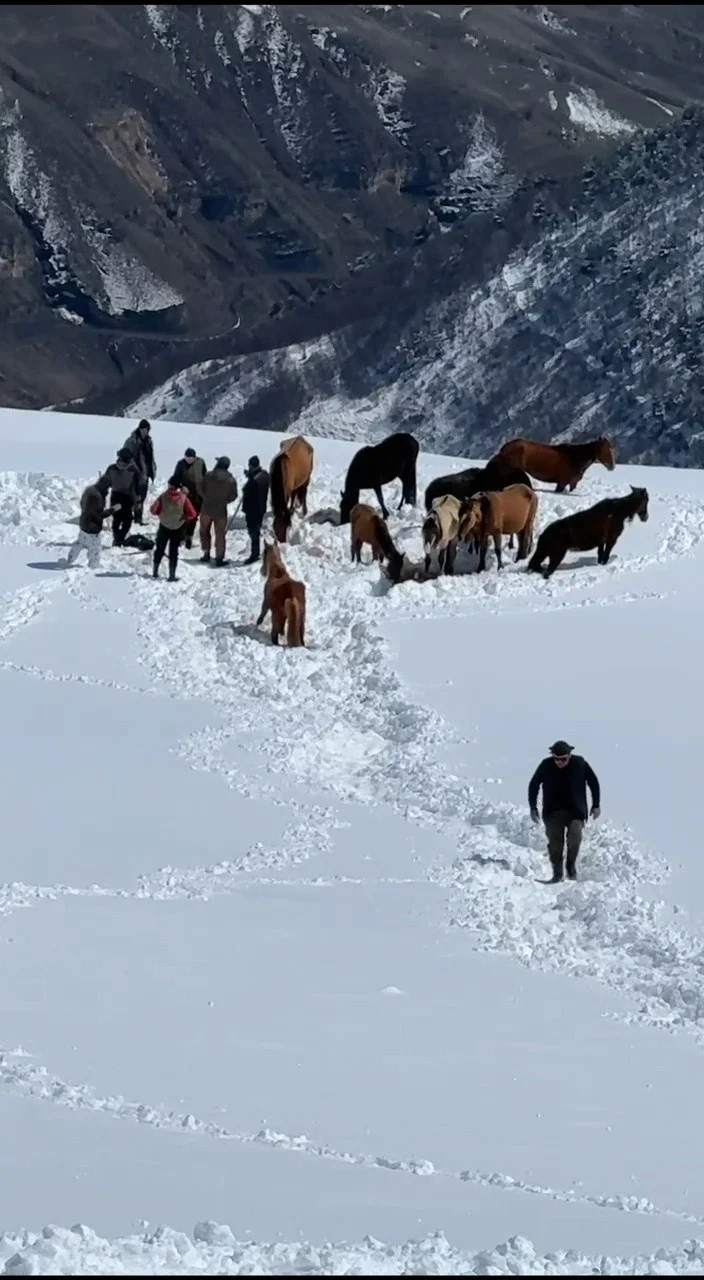 В горах Чародинского района спасли 11 лошадей из полутораметрового снежного плена
