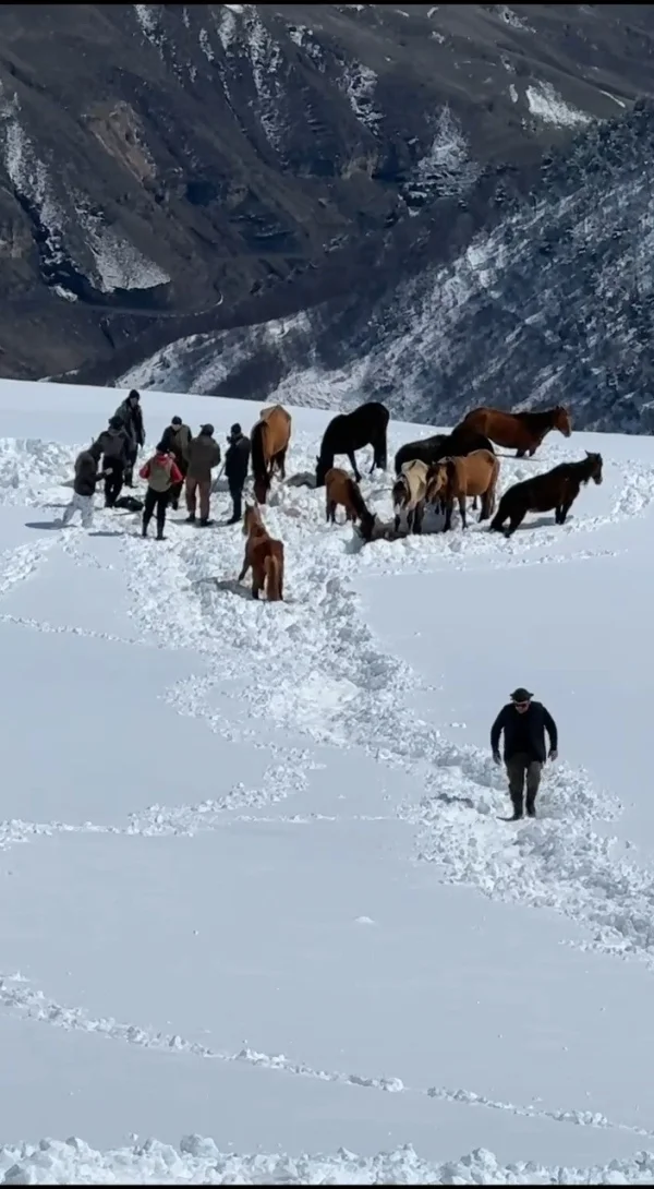 В горах Чародинского района спасли 11 лошадей из полутораметрового снежного плена