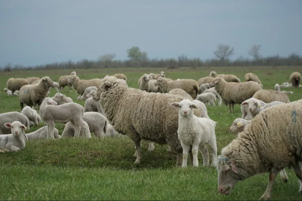 15 хозяйств представят Дагестан на Российской выставке племенных овец и коз