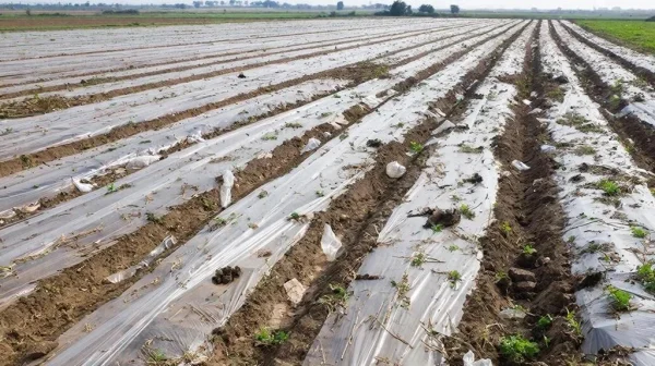 В Дагестане Россельхознадзор через суд требует очистить 13 га сельхозземель от пластика