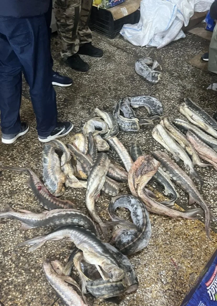 В Махачкале возбудили уголовное дело по факту оборота русского осетра