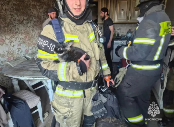В Махачкале спасли домашнего кролика при пожаре в многоэтажке