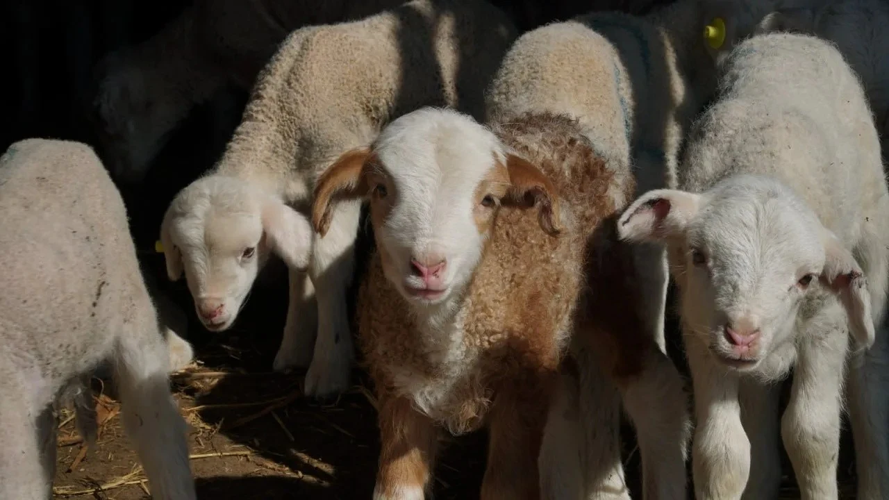На зимних пастбищах Дагестана получили более миллиона ягнят