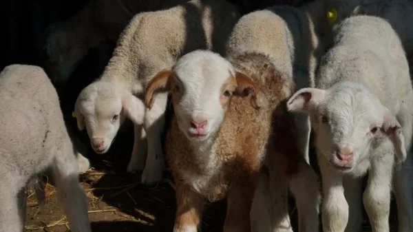 На зимних пастбищах Дагестана получили более миллиона ягнят