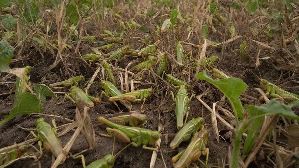 В Дагестане обследовано почти 60 тысяч га на наличие кубышек саранчи