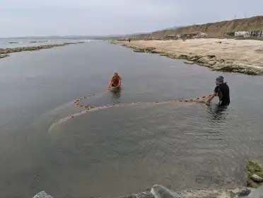 В дагестанском секторе Каспийского моря за семь лет выявлено 17 новых обитателей