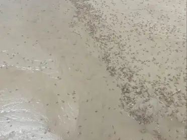 В Дагестане против саранчовых обработано более 15 тыс. га земли
