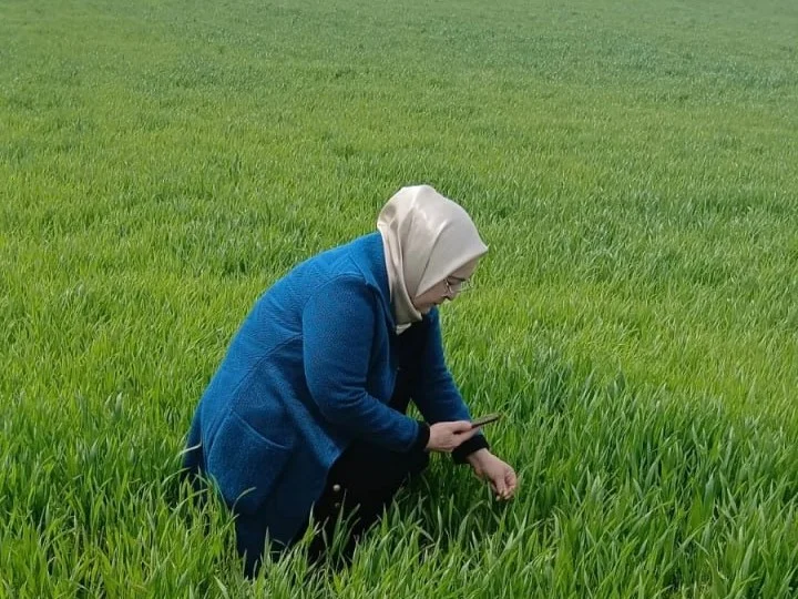 Россельхозцентр проверил состояние озимых после массовых паводков в Дагестане