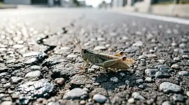 В Дагестане не зафиксировано появление перелетной саранчи