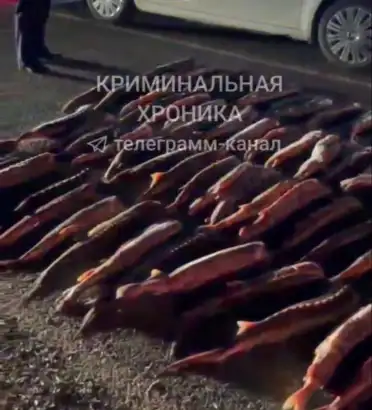 В Кизлярском районе изъяли более 230 кг незаконно добытого осетра