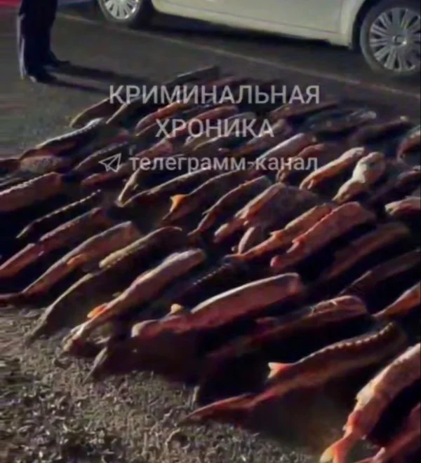 В Кизлярском районе изъяли более 230 кг незаконно добытого осетра