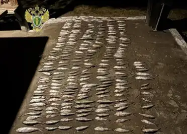 В Дербенте будут судить браконьера за незаконную ловлю ценных рыб
