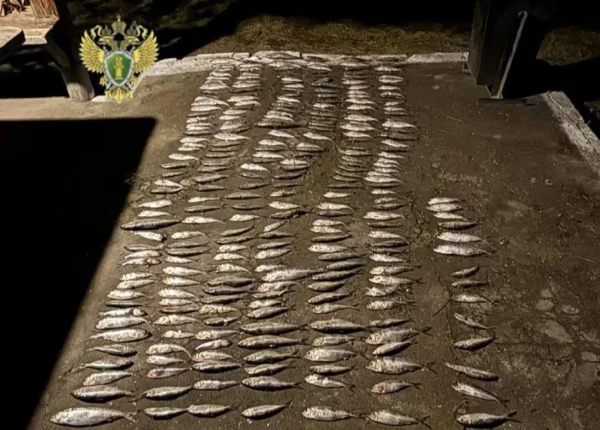 В Дербенте будут судить браконьера за незаконную ловлю ценных рыб