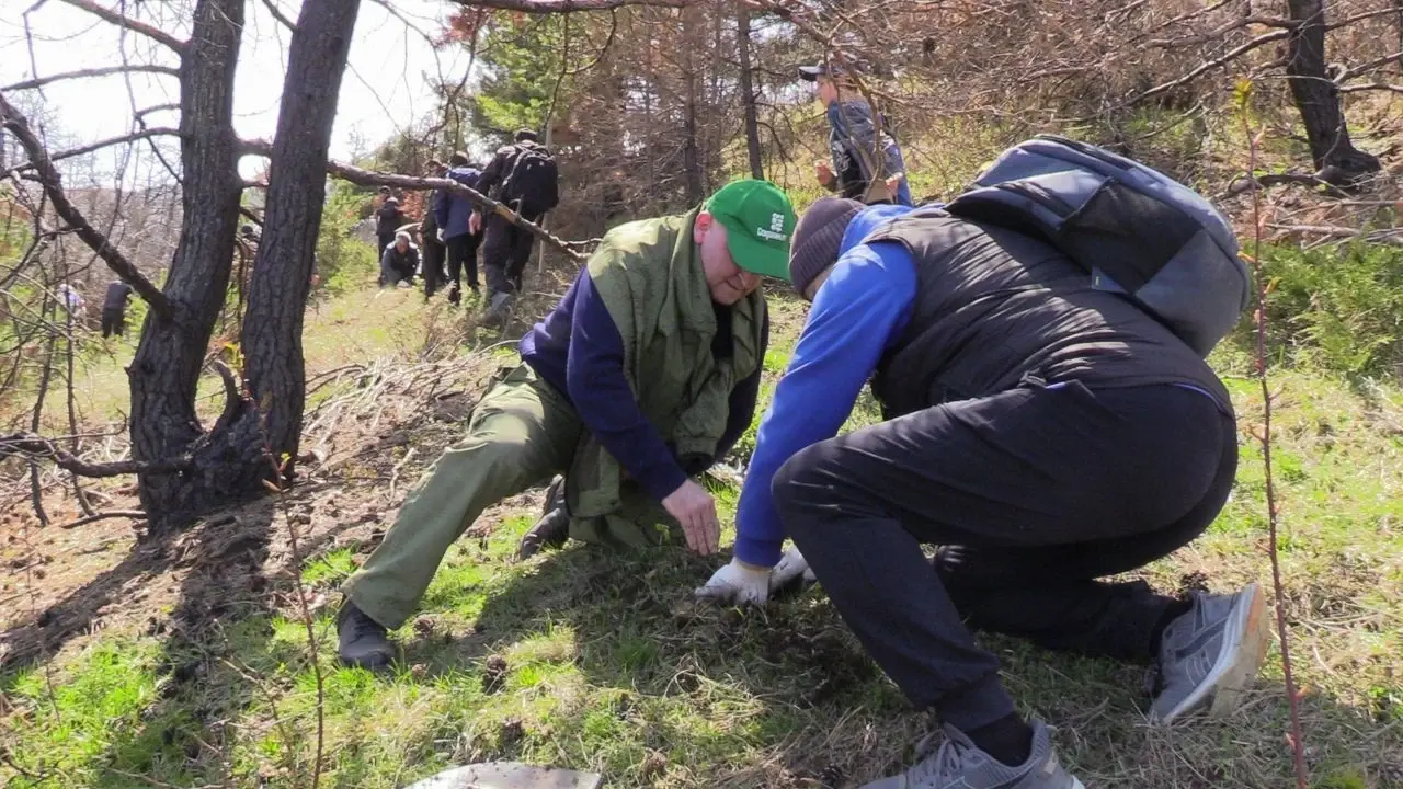В Хрюгском лесу высадили более 4 тысяч сеянцев сосны в рамках  акции «Сад памяти»