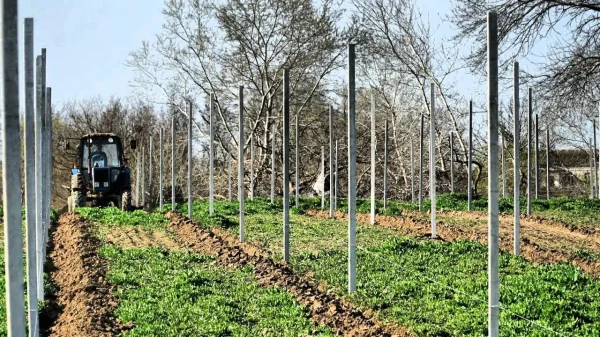 В Дагестане заложили 200 га новых суперинтенсивных садов