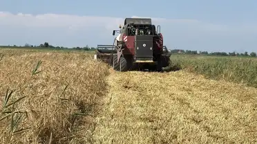 Аграрии Дагестана первыми в России приступили к уборке озимых зерновых культур