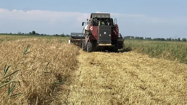 Аграрии Дагестана первыми в России приступили к уборке озимых зерновых культур