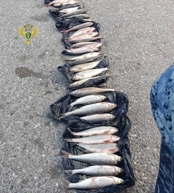 В Дагестане двух рыбаков судят за незаконный вылов ценной рыбы в нерестовый период