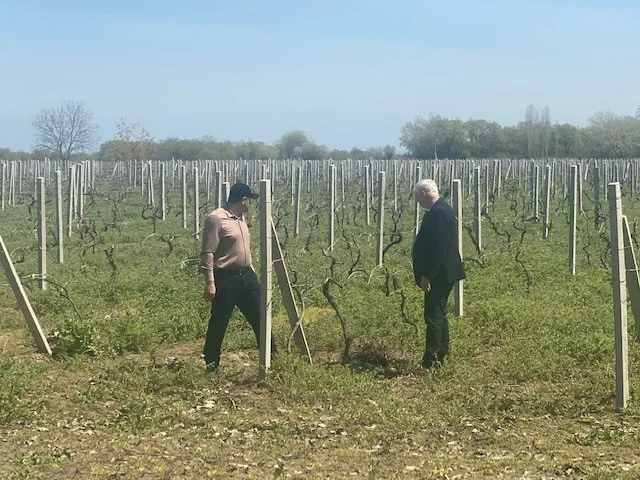 В Каякентском районе проводится оценка ущерба виноградникам, нанесенного в результате паводков