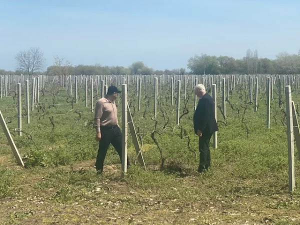 В Каякентском районе проводится оценка ущерба виноградникам, нанесенного в результате паводков