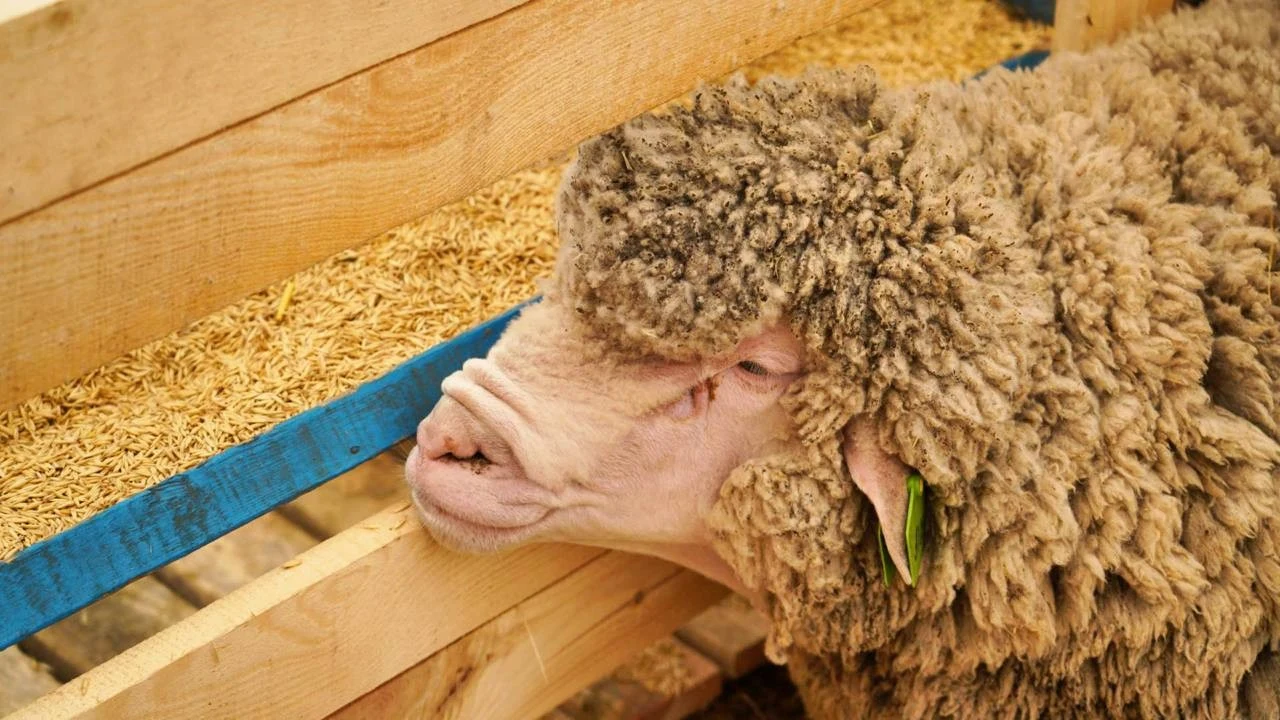 Дагестан представил на всероссийской выставке барана-рекордсмена весом 120 кг