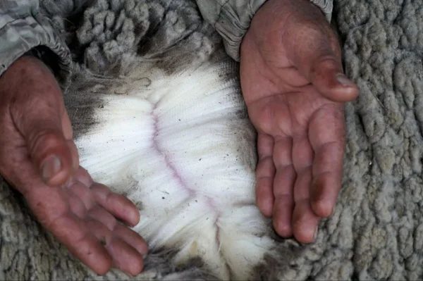 Четыре дагестанских хозяйства примут участие в первых торгах шерстью на Петербургской бирже