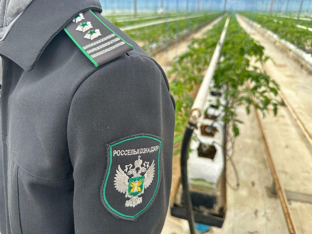 В Дагестане за неделю выявлено восемь нарушений владельцами теплиц карантинных требований
