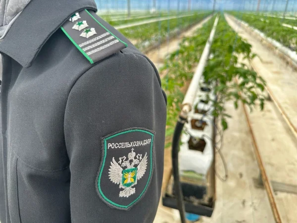 В Дагестане за неделю выявлено восемь нарушений владельцами теплиц карантинных требований