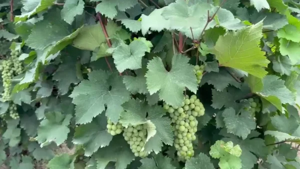 В Дагестане из 1,5 тыс. га подтопленных виноградников 66 га погибли