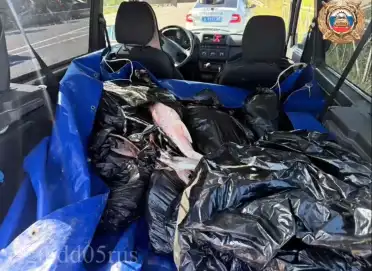 В Дагестане в багажнике автомобиля нашли 217 килограмм осетра