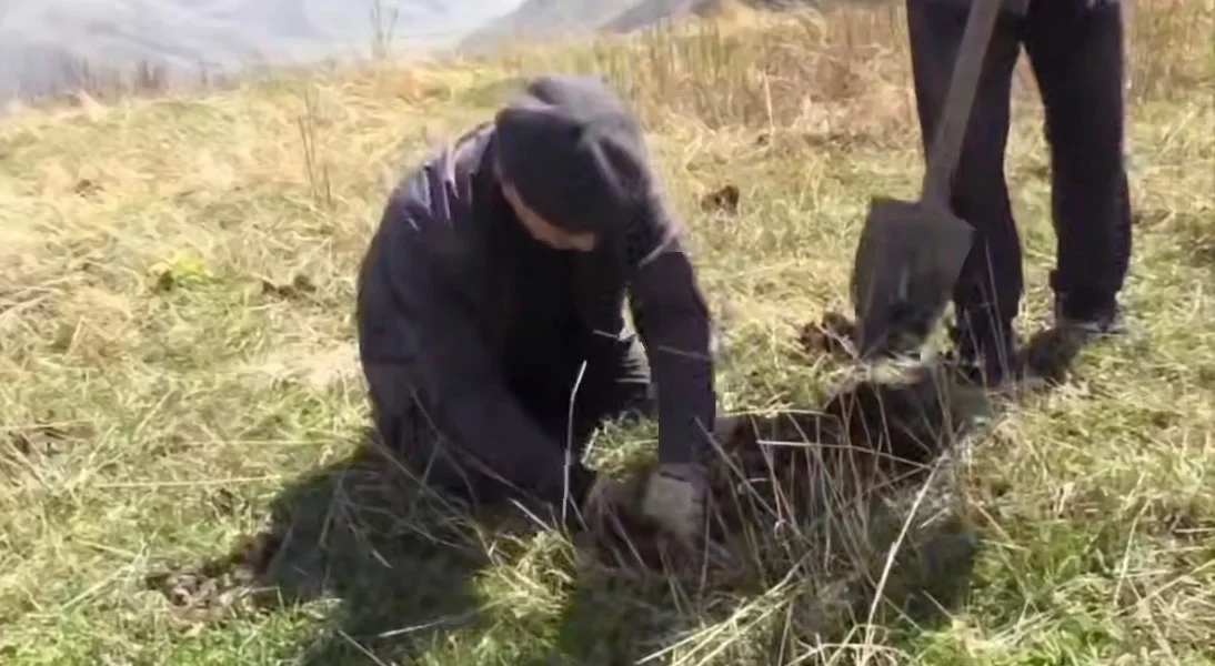 В Дагестане возрождают Хрюгсктй лес: высажено 4 тысячи саженцев