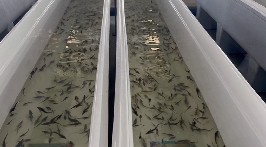 Каспийское море пополнится еще 140 тыс. мальков осетровых рыб