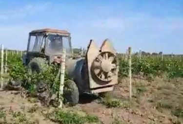 Виноградари Хасавюртовского района наращивают производство янтарной ягоды