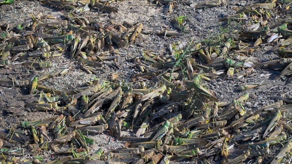 В Дагестане на наличие саранчи обследовано 292 тыс. га земель