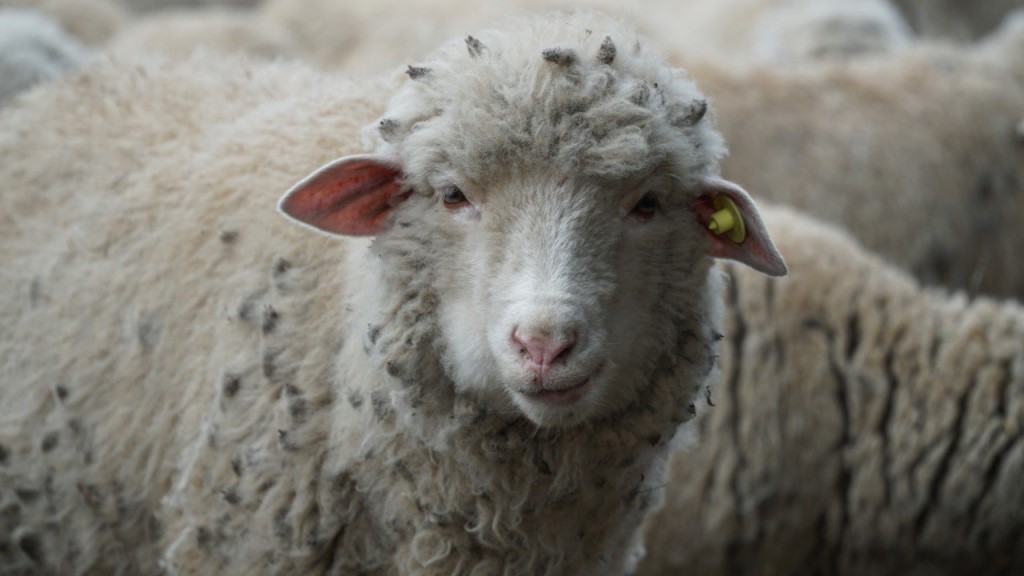 Дагестан примет ежегодную Всероссийскую выставку овец и коз