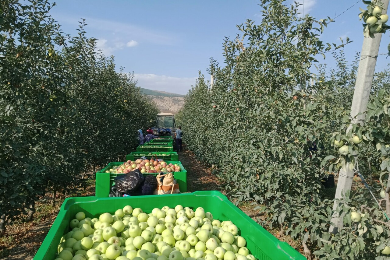 Плодоовощной Дагестан