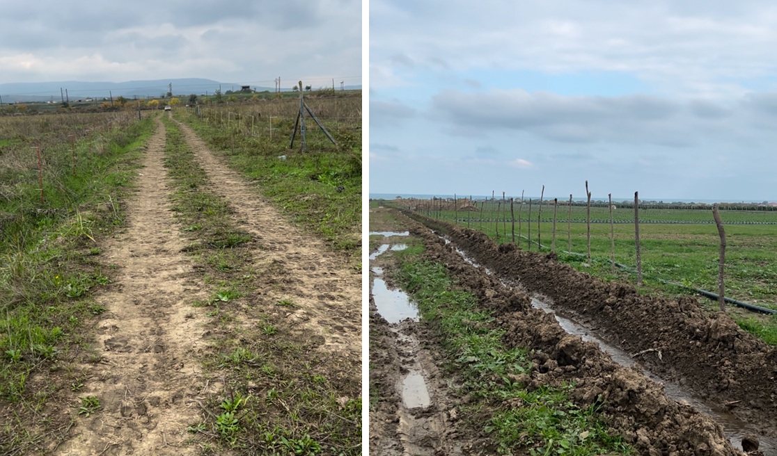 В двух муниципалитетах Дагестана нашли более 100 гектаров несуществующих виноградников