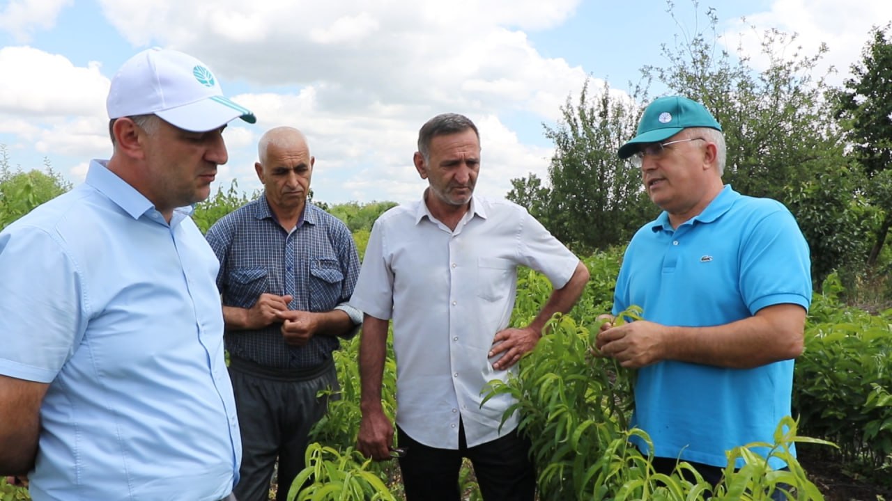 Дагестан на 80% обеспечил собственные потребности в саженцах плодовых культур