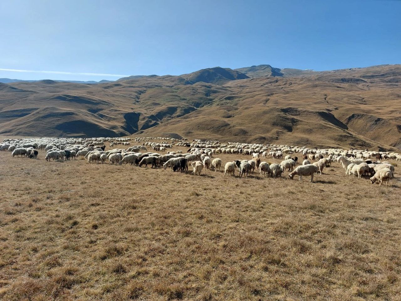 В одном из сельхозпредприятий Дагестана выявлены нарушения в части содержания домашнего скота
