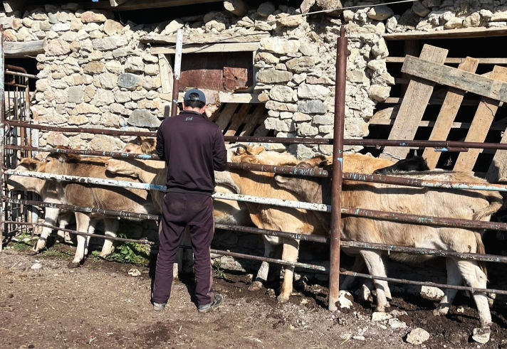 В хозяйствах Гунибского района провели мероприятия по вакцинации домашнего скота