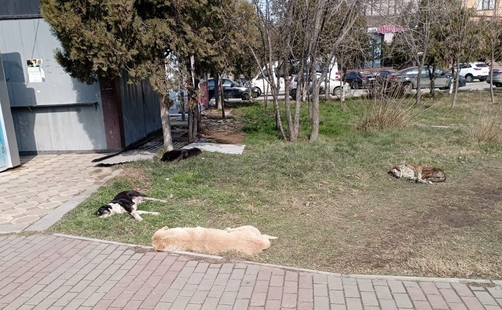 В Каспийске организованы рейды по отлову бродячих собак