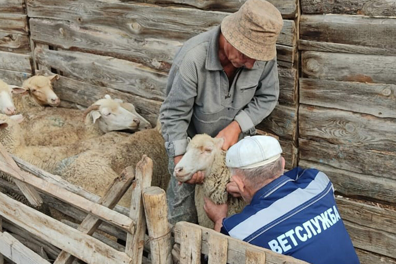 В обстановке благополучия. Комитет по ветеринарии Дагестана подвел итоги прошлого года