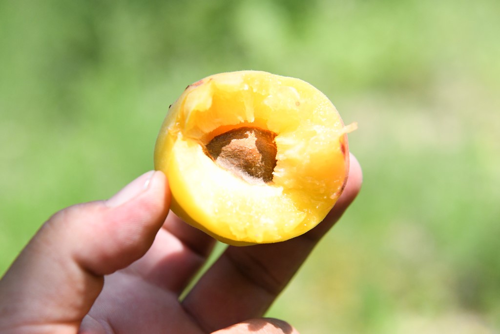 Аграрии Дагестана намерены собрать около 25 тысяч тонн абрикосов