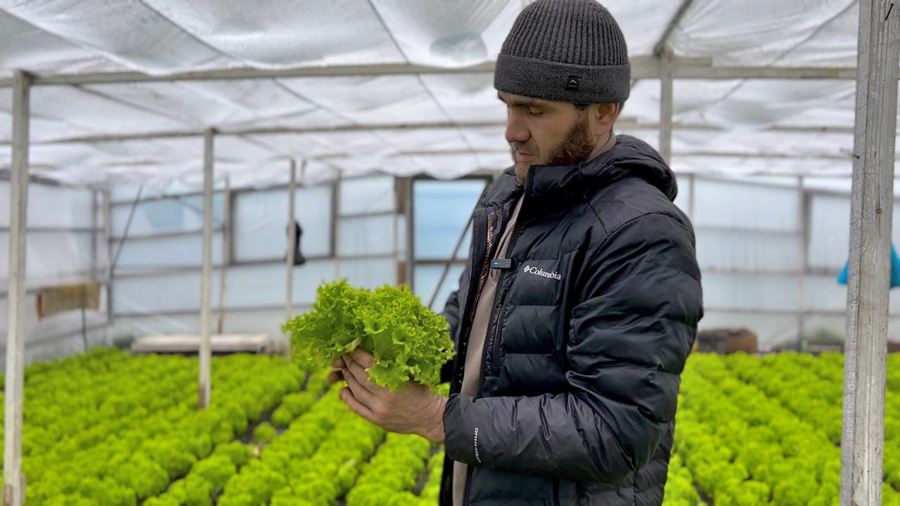 Аграрий из Дагестана выращивает уникальную рассаду капусты и салата