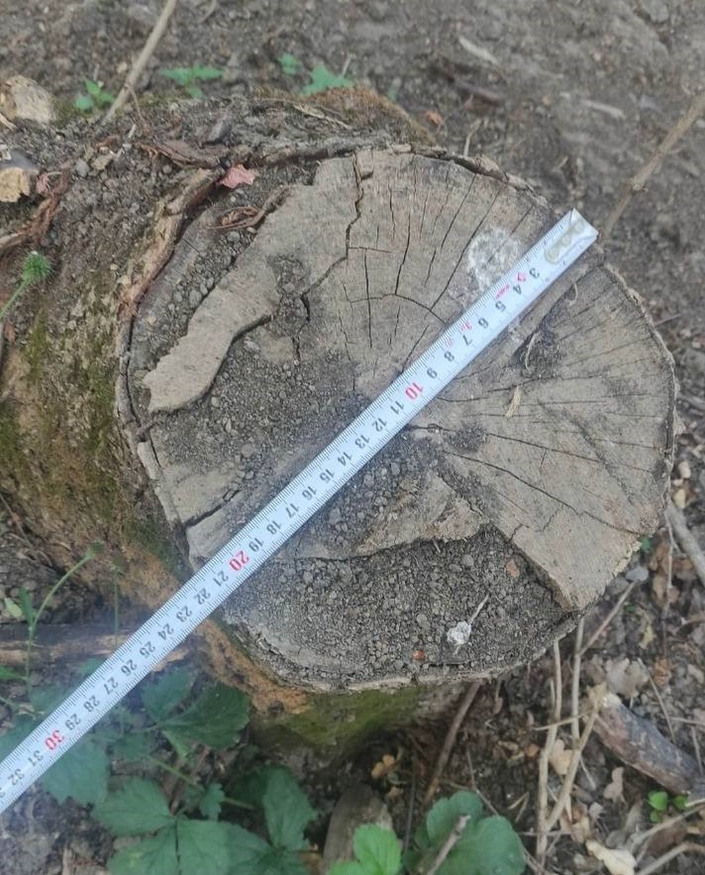 В Хасавюрте выявлен факт незаконной рубки деревьев