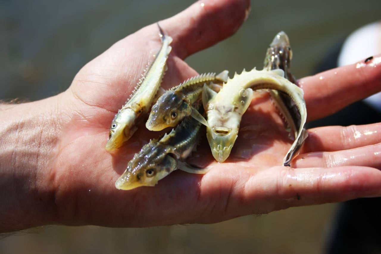 Переработка рыбы в Дагестане выросла на 14% в 2025 году