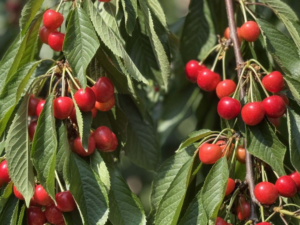 Руководство Минсельхозпрода Дагестана посетило перспективный черешневый сад в Карабудахкентском районе